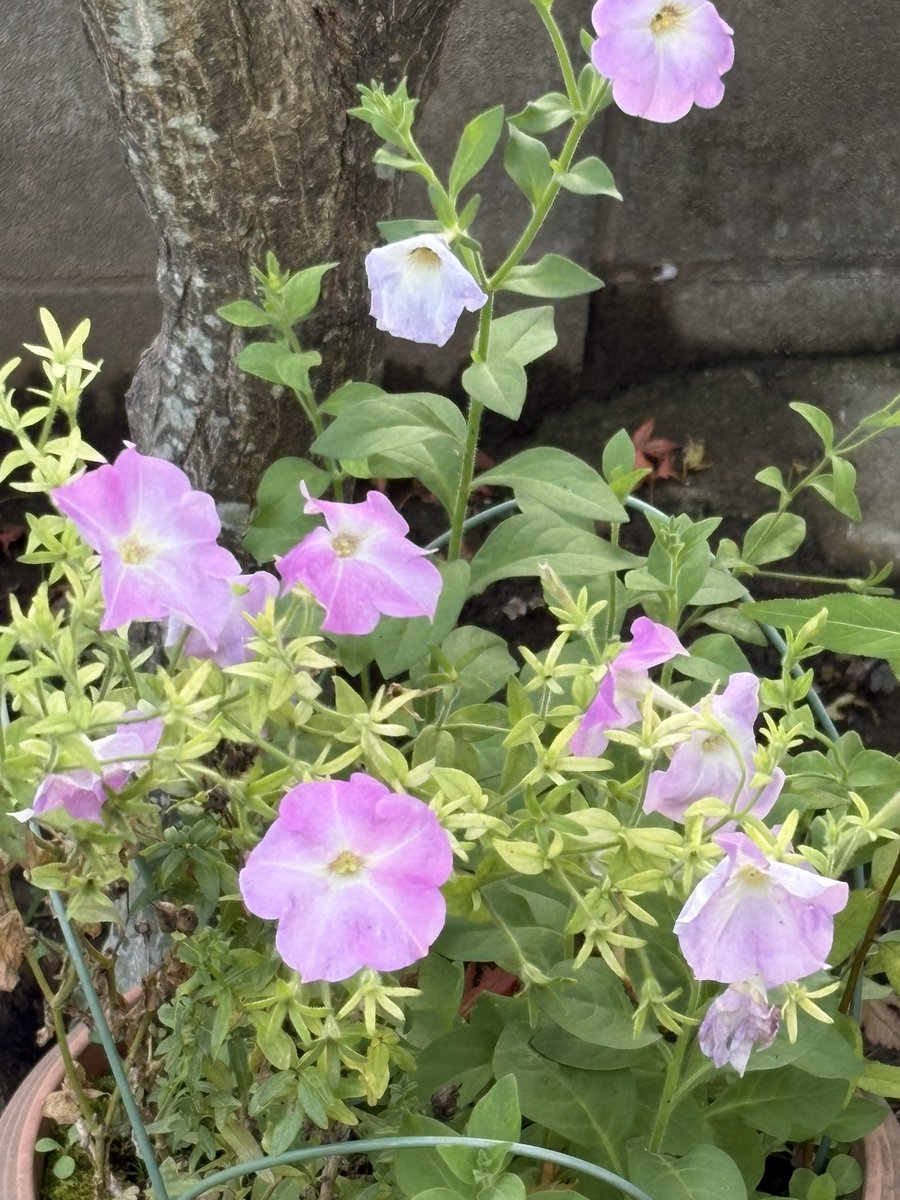 82li_night's tweet photo. 夏真っ盛りってあんまり道端に花が咲いてない   ので庭で撮った

すごいデカいかたつむりも撮った(3cmくらい) https://t.co/mu01M81gMR