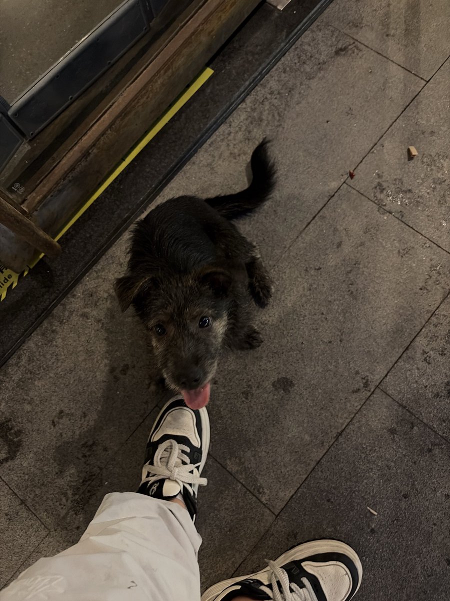 richard_jiang94's tweet photo. I share some leftover to neighbor dogs , we become friends now https://t.co/KuLjgviflC