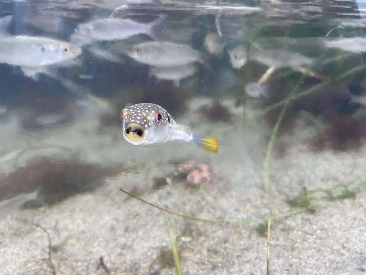 sencoh's tweet photo. 本日は車を走らせてお隣県の水族館へ行ってきました～～～🚗³₃
中々見られない展示もあって楽しかった‼️
すいさん本日はありがとうございました！！！ https://t.co/87NQJEH0uc