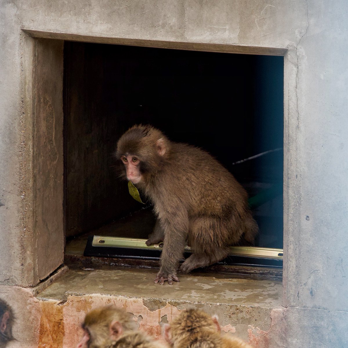 ぱんち🐒🪽 tweet media