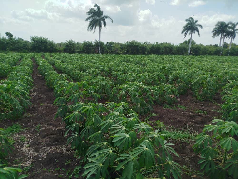 AlexanderO5939's tweet photo. Chequea Primer Secretario del Partido en Las Tunas producción de alimentos  en el municipio de Jobabo. #PorLasTunasLaVictoria https://t.co/Iazgcf0F8n