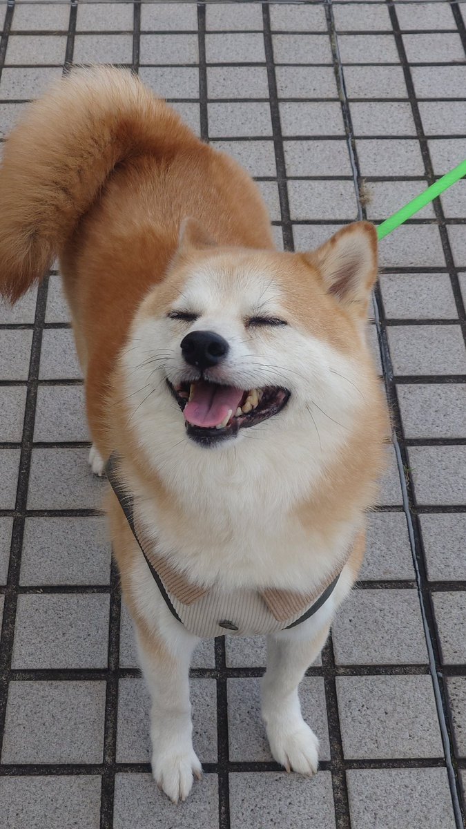 柴犬ししまる (@sisi3po) / Posts / X