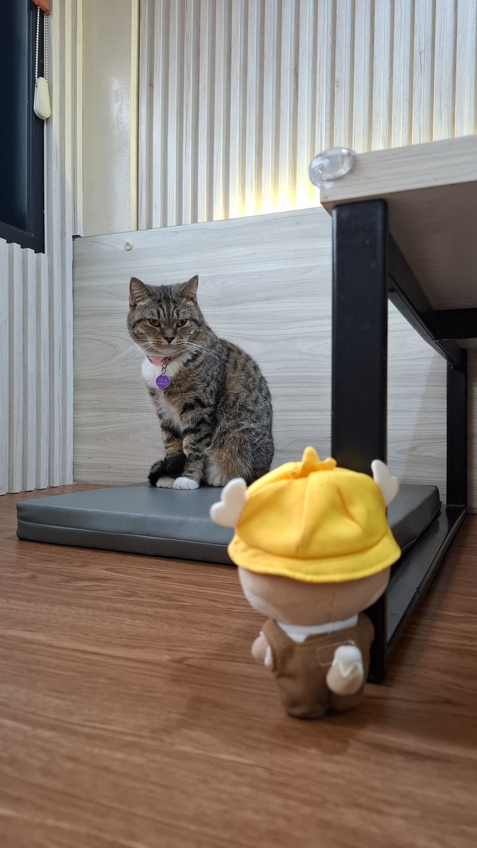 I_Febriyanti's tweet photo. Mengdut: maen yok                🐈 EMOH! https://t.co/k1c3ZjVt8R