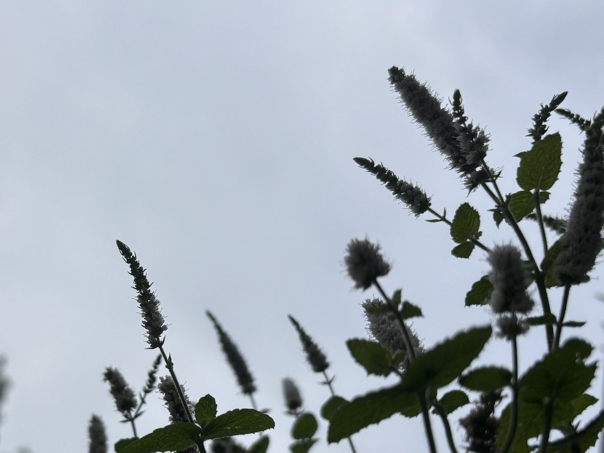 bees5542's tweet photo. ７月１８日（土）曇雨33/27度
2回目のワクチン接種から1792日経過。青果市場に連れてって貰い野菜と果物を購入。朝食を食べ横になったら15時頃まで眠りボーとしている。怠くて頭痛い。明日は草取りなど出来るかなぁ。#動悸息苦しさ胸の圧迫感耳鳴り手足の痺れ頭耳首腕手指背中下半身痛倦怠感痰ふらつき https://t.co/zJTGqAPDfe