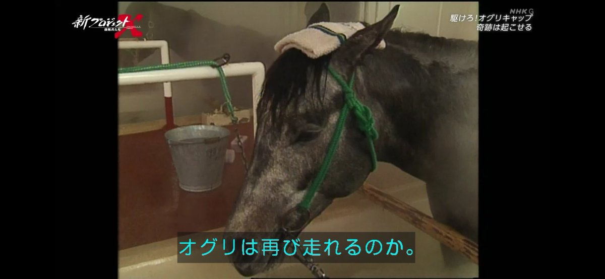 think_literacy's tweet photo. 【 温泉キャップ 】かわいいよ かわいい

笠松、小栗さんのオグリさん
1989年「完全休養に入った」
温泉に浸かる オグリキャップ
その後（騎手）南井克巳→武豊へ

#新プロジェクトX #オグリキャップ https://t.co/ZYHinz5unW
