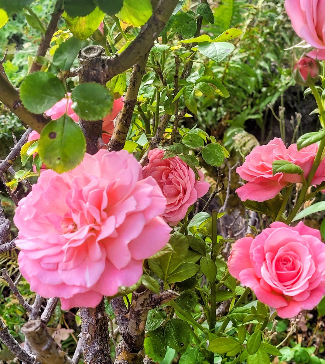 Andy_Lea777's tweet photo. Defiant roses looking splendid on this cooler Saturday. I hope you have a grand weekend. 🩷🕊☮️ https://t.co/kiVjEpHooO
