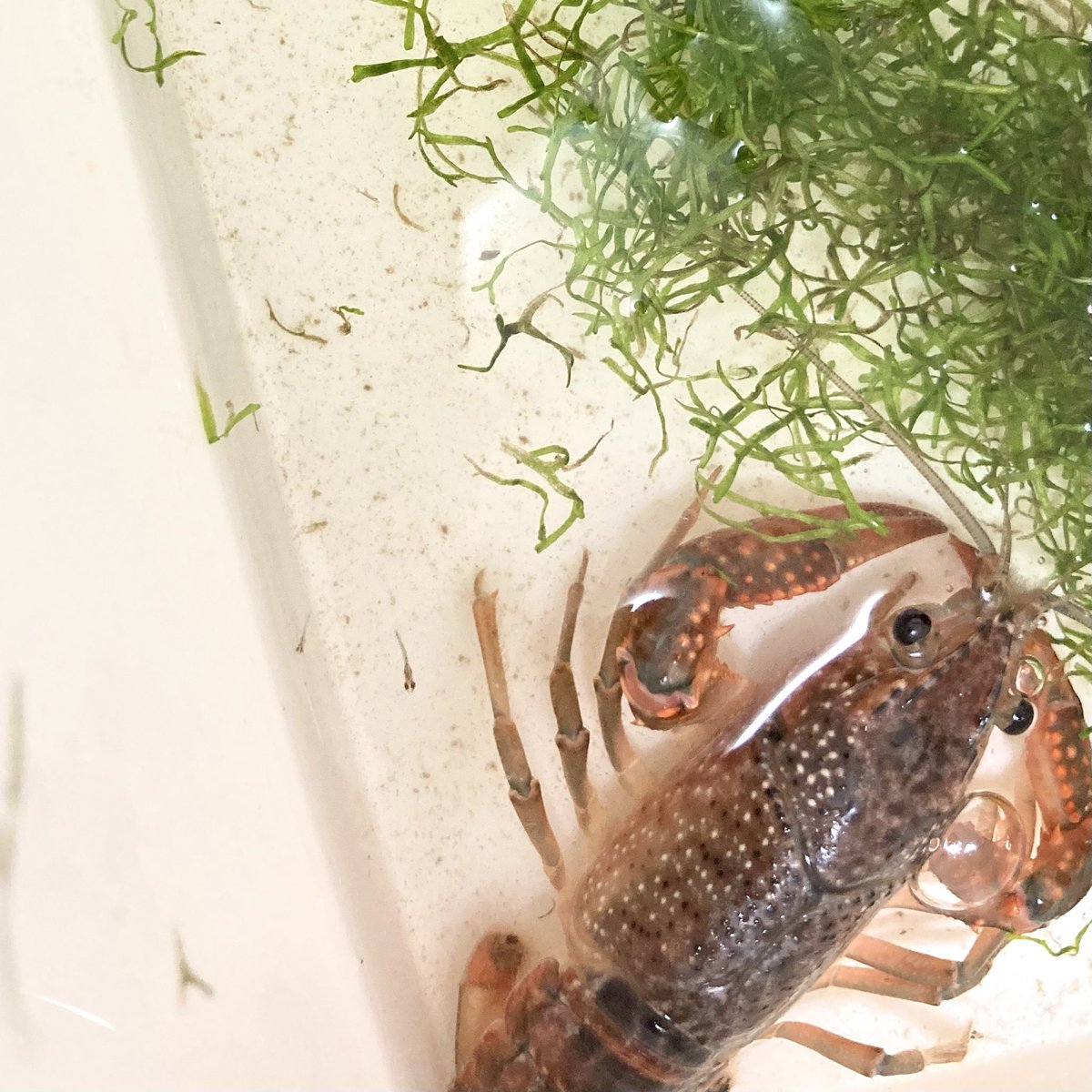 maumii's tweet photo. 水草食べ放題会を実施したけど、あまり食べてもらえなかったし、よく見たらメダカの子どもいるし（かわいい） https://t.co/jLHdwrjxXX