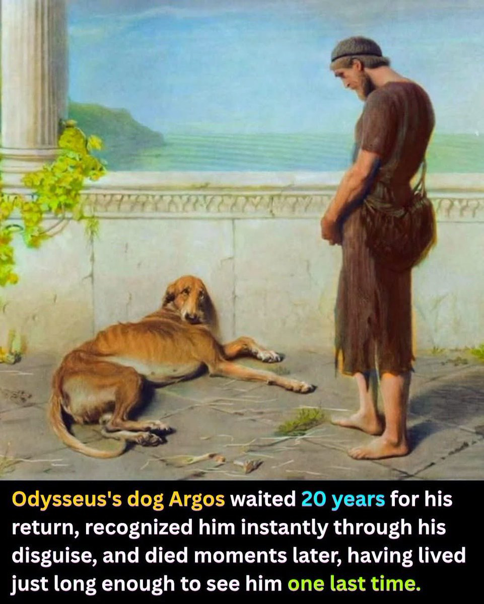 diariesofhuman's tweet photo. The dog who waited 20 years for one goodbye

When Odysseus sailed for Troy, he left behind a puppy named Argos. He raised him to be a hunting dog, but they never got the chance to hunt together. War called first.
Ten years at Troy. Ten more years lost at sea, fighting monsters, gods, and his own fate just to get home. Twenty years total. Long enough for a puppy to become an old dog. Long enough for almost everyone to give up hope.

Argos never did. While Odysseus was gone, other men took him hunting, and he became legendary, a tracker so skilled that no animal could escape him. But as the years wore on and no master came home, he was left to fend for himself. By the time Odysseus finally returned, Argos was lying on a heap of dung outside the palace gates, old, flea-ridden, and too weak to stand.

Odysseus did not walk back into his own home as a hero. Disguised as a beggar so his enemies would not recognize him, he approached the palace he had not seen in two decades. Servants walked past him. Guards did not know him. Even his own household had no idea the king had returned.

But Argos knew.

The moment he caught his master's scent, the old dog lowered his ears and weakly thumped his tail against the ground. He could not stand. He could not run to him the way he must have dreamed of for years. All he could do was let Odysseus know that he remembered.

And Odysseus, the man who had outwitted a cyclops and sailed past sirens without losing his mind, could not risk being seen crying over a dog. So he turned his face away, wiped the tear before anyone noticed, and kept walking. He did not stop. He could not stop. One wrong move and his disguise, his plan, his chance to reclaim his home would fall apart.

Moments later, Argos died.

He had done the one thing he set out to do. He waited twenty years, through neglect and old age and a body that gave out on him, just to see his master's face one more time. And when he finally did, he let go.

Homer wrote the Odyssey around 2,800 years ago, and this scene still breaks people the same way it must have broken listeners around ancient Greek fires. Not the battles, not the monsters, not the gods. A dog, keeping a promise no one asked him to keep.