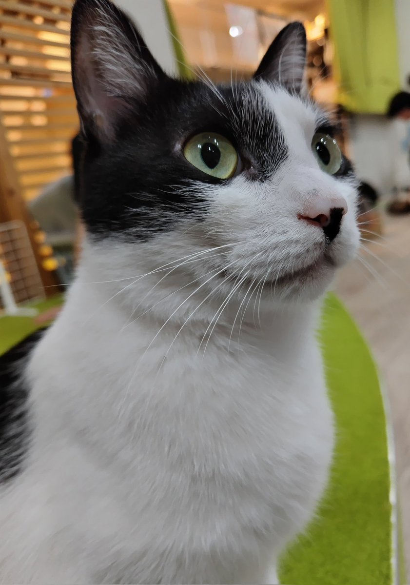 chiharun0115's tweet photo. お膝猫オレオ
#猫カフェにあにゃあ https://t.co/w7XyUOl37v