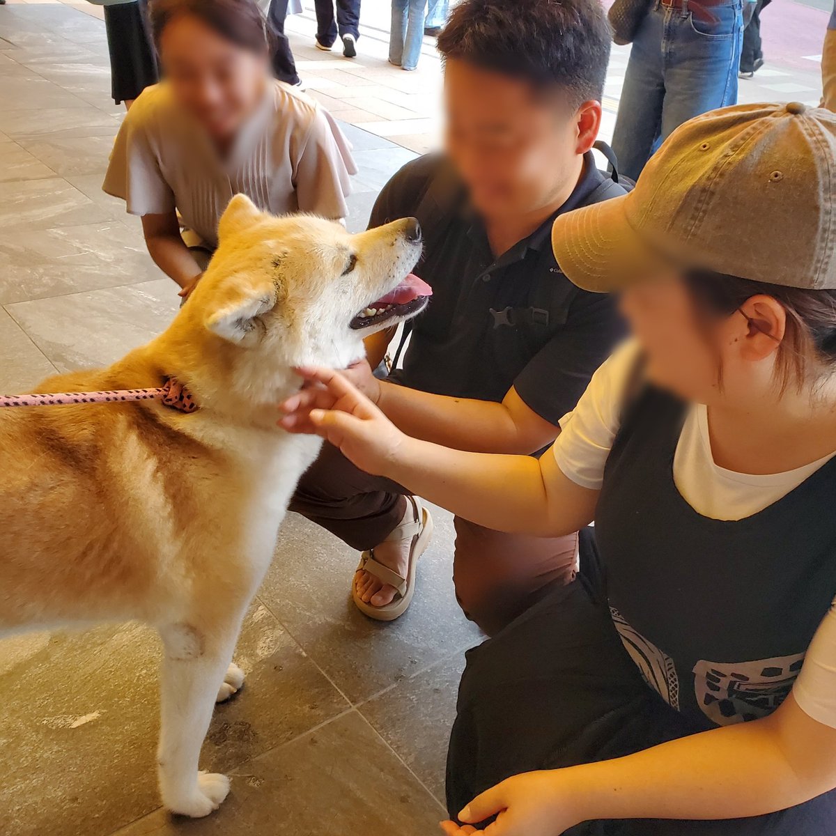 metro_akita's tweet photo. 7/18夕方に #秋田犬 の #レンジル 🐶が
お散歩途中の休憩で #メトロ秋田 に
立ち寄りました😊

連休ということもあって
#秋田駅前 には人がいっぱい😲
県内外・海外からの方々と
笑顔あふれる交流をしました😊🐶

みなさん、また会いましょうね！

#メトロ散歩 #秋田を元気に #秋田
#Akita #Akitadog https://t.co/v4VhsTZi9T