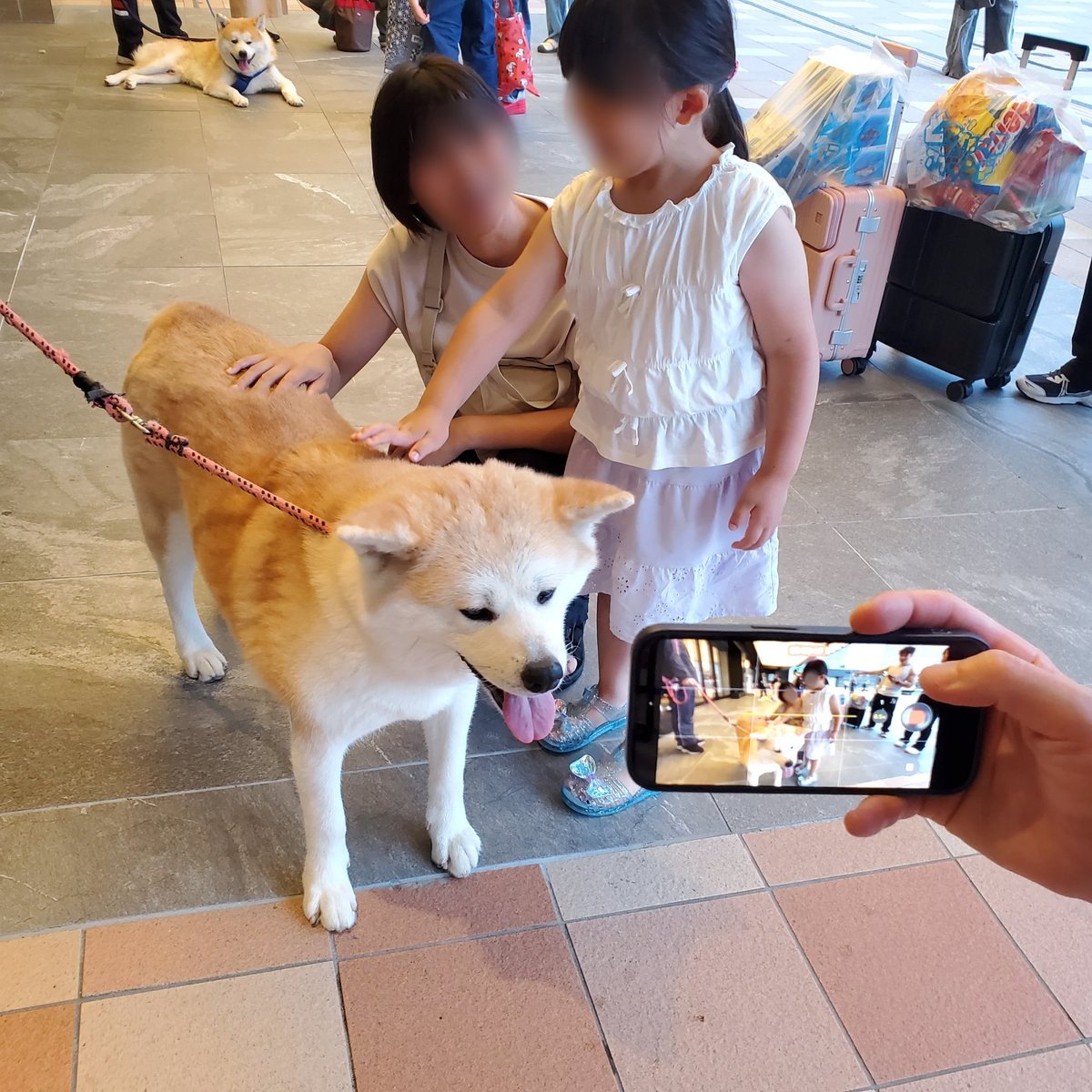 metro_akita's tweet photo. 7/18夕方に #秋田犬 の #レンジル 🐶が
お散歩途中の休憩で #メトロ秋田 に
立ち寄りました😊

連休ということもあって
#秋田駅前 には人がいっぱい😲
県内外・海外からの方々と
笑顔あふれる交流をしました😊🐶

みなさん、また会いましょうね！

#メトロ散歩 #秋田を元気に #秋田
#Akita #Akitadog https://t.co/v4VhsTZi9T