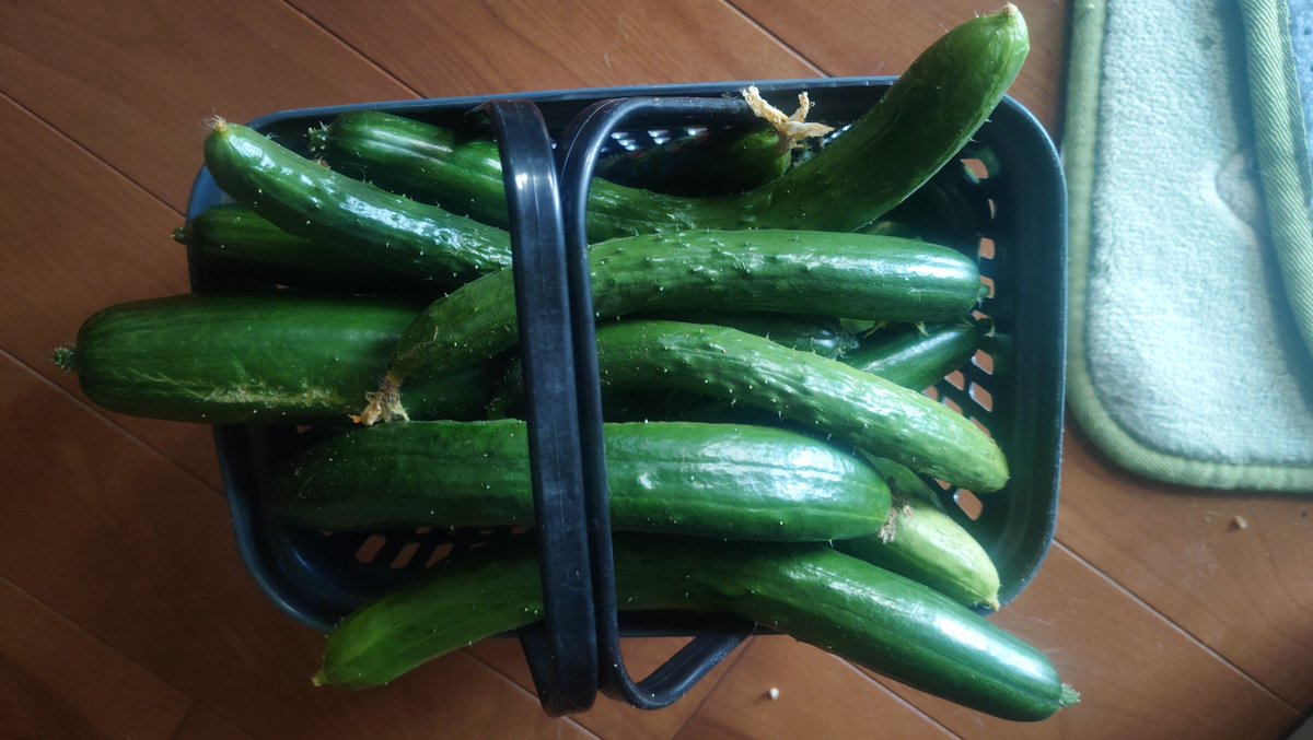 dogman1966's tweet photo. 今日も朝からぐずついた天気。土が濡れてて農作業はあんまりできなかった(>_<)今日はきゅうりは16本穫れました。この1週間で100本くらい穫れた(笑)トマトも今日はたくさん穫れました(*^^*) https://t.co/JnxWyKPTtv