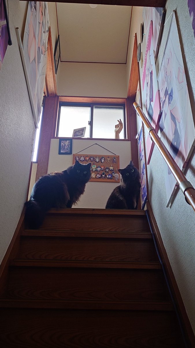ehime0625's tweet photo. お久しぶりの餃子とソニカとポコペコです🥟🚙 🐈‍⬛🐈‍⬛ https://t.co/iR2qPi4KW0