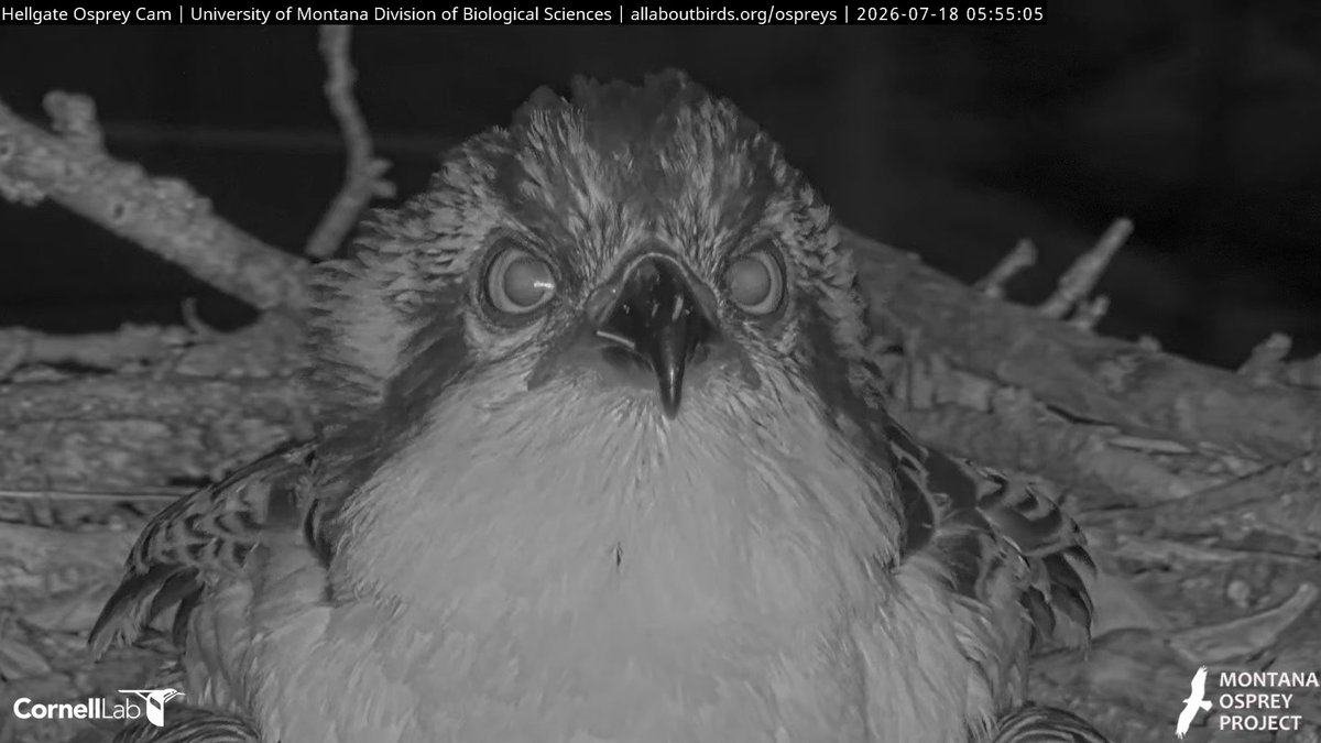 HellgateOsprey tweet picture