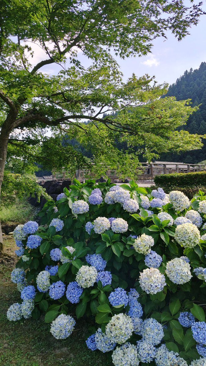 derKirschbaum's tweet photo. 福井に寄ってから、今夜は山代温泉に来ました https://t.co/bdQ3VymFib
