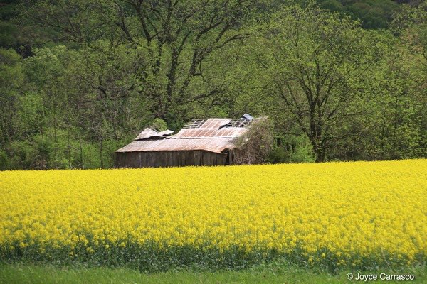 DeborahMitchell's tweet photo. Sight Psalm for July 18, 2026

Provision 
https://t.co/tXTNObcECs

God of abundance, we give thanks for the well-tended fields that provide for our needs.

Photo by Joyce Carrasco https://t.co/ZwaJR0vNnU