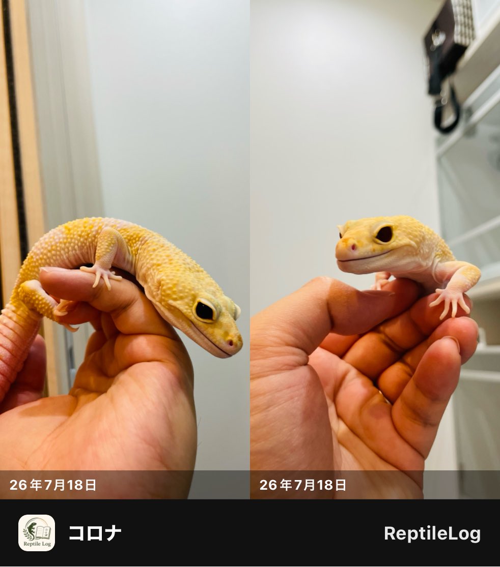 torelrep's tweet photo. 管理アプリなのに何を思ったのかコラージュ機能も地味に追加してます https://t.co/jyT1fTmrpe
