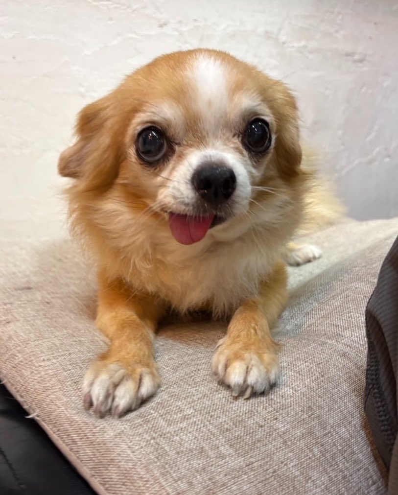 hogokencafeten1's tweet photo. 今日の保護犬カフェ天神橋店には
卒業犬🐶のチワワ
ノアリル→ノアちゃん💕が
お里帰りに来てくださいました🥰

パパとママの傍でまったりしていました☺️

ご来店下さりありがとうございます✨️
またいつでも遊びに来てくださいね🐾 https://t.co/ArYB13KVu5