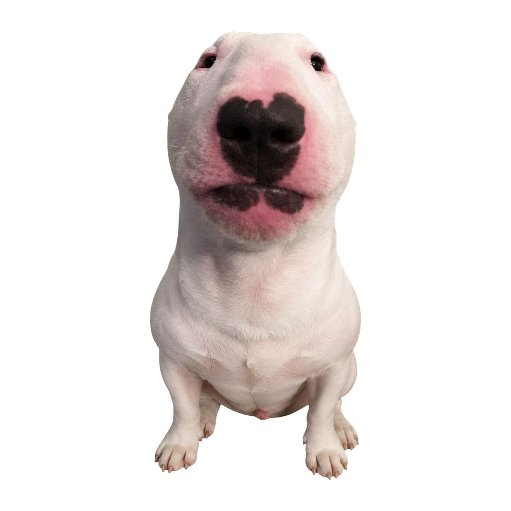 DOGCASH tweet media