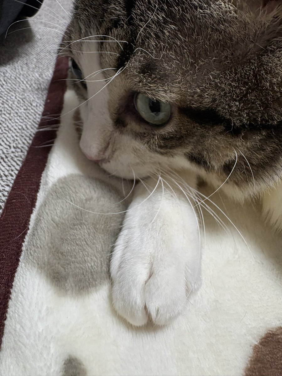 umikun_hikari's tweet photo. うみ君のおてて真っ白！
綺麗だね！
お饅頭みたいだね！

今日も元気に過ごせた事に感謝✨
明日も頑張るよー💪 https://t.co/WQ8I8KUnB0