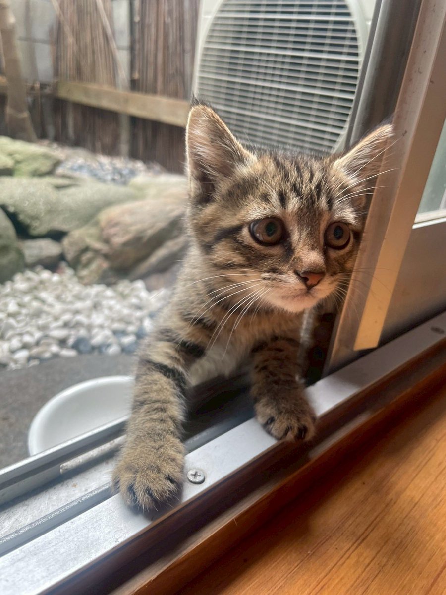 harehoguya's tweet photo. 晴��舎の中庭に来ていた4匹の子猫のうち2匹🐈‍⬛🐈は、母猫が残していきました。
しばらく面倒をみていたのですが、本日、大和郡山市の動物保護団体りぼんさん（ @ribbon_shelter ） に保護していただきました。

キジトラの茶色い子は、好奇心が強く4匹の中でも1番早く人間に興味を持って近寄ってきた子です。他の子より少し体が細くて優しい感じ��す。黒い子は逆に1番慎重で、すぐに隠れる子ですが、マイペースでのんびりやさんです。
2匹は仲良しなので、同じゲージに入れてもらいました😊

里親探しをしていますので、興味のある方は、動物保護団体りぼんさんに是非ご連絡してみてください。よろしくお願いします。
晴祝舎の中庭でのびのびと育った箱入り猫達です。
良縁に恵まれますように🙏

#里親探し 
#保護猫
#動物保護団体りぼん
#キジトラ