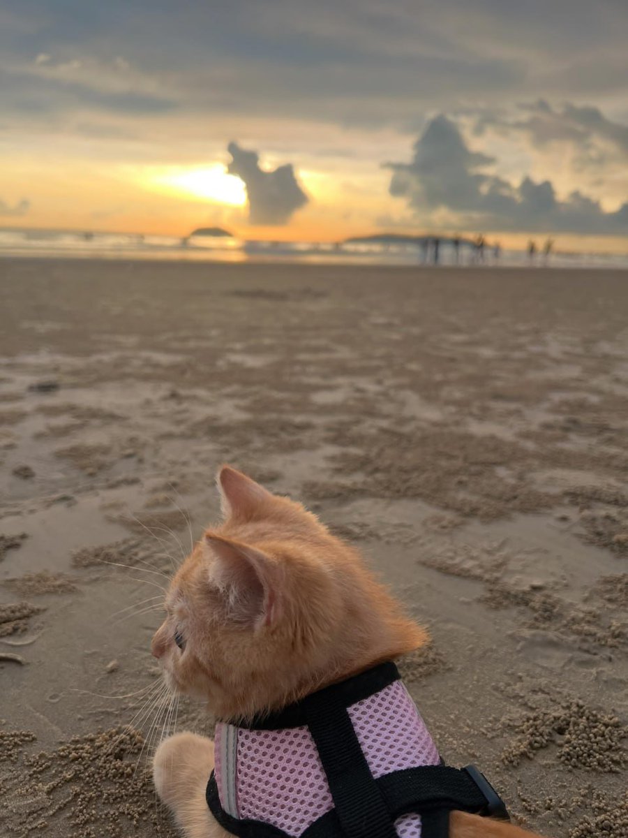 Andy17673586's tweet photo. Golden Hour, Golden Boi 🌅🐱
| Jibril’s first sunset🥺 https://t.co/efY2oiLkIk
