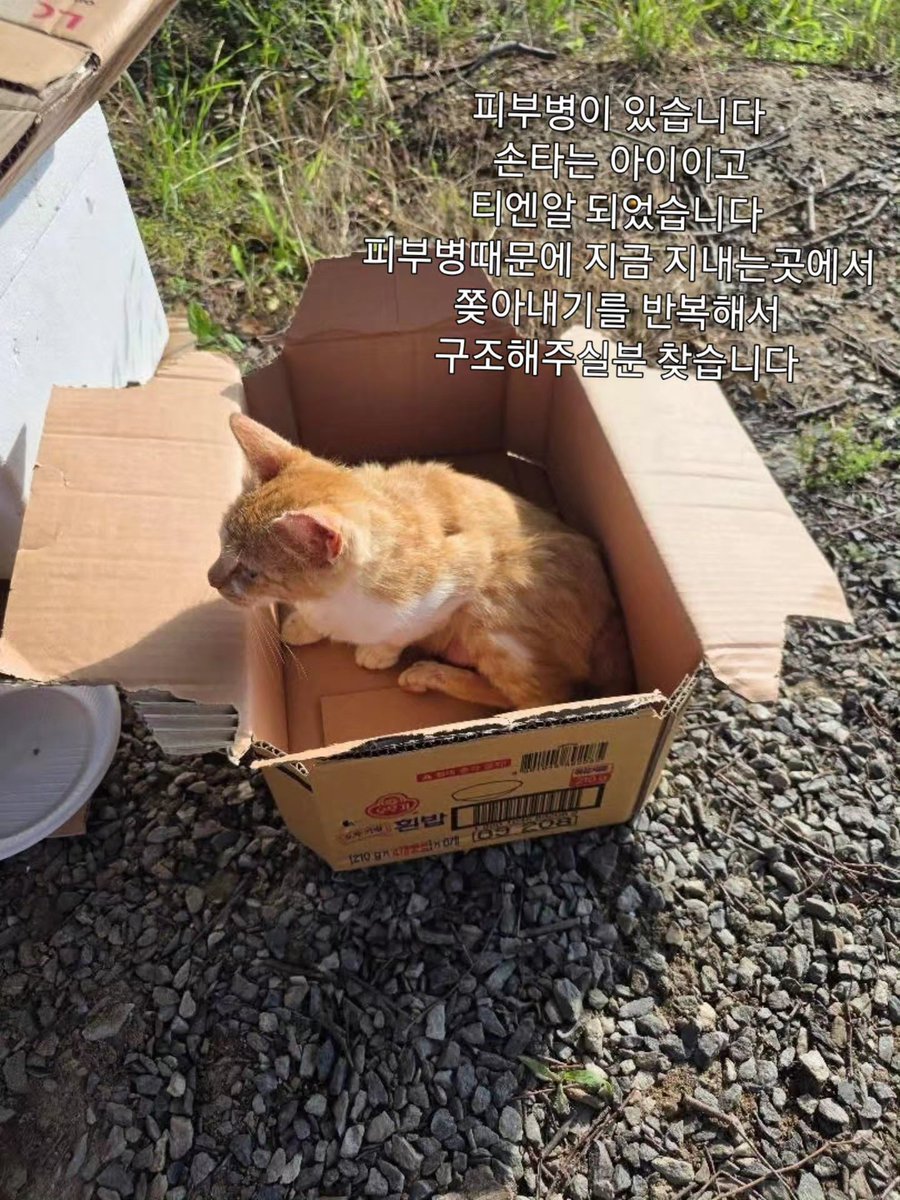 ssavecat_'s tweet photo. #리포스트해주세요 손타는 길고양이입니다 캠핑장 근처에 사는아이인데 어미는 주인이 20kg 떨어진 곳에 버렸는데 임신한채로 다시 돌아와 저 아이와 다른 새끼를 낳았다고 합니다 

굳이 멀리 버릴 이유까지 있나하는 마음이 듭니다 다시 찾아온 어미도 짠하고 지금은 어미는 보이지 않고 새끼 2마리만 남았는데 영상의 아가가 피부병이 심해서 영업장에 피해가 될까봐 막대로 쫒아내기를 반복 마음도 몸도 붙일곳 없는 저 작은 생명은 갈곳이 없습니다 

저희는 이미 10묘구조에 재정난이 심각합니다 구조해주실 단체 개인 연락기다립니다 어찌보면 학대이죠 저희시선에서는 학대이지만 또 영업장에 피해가 가니 어쩔수 없이 쫒아내는 분 입장도 그저 비난할 수는 없습니다 

2마리 구조해주실 분 절실한 마음으로 기다립니다