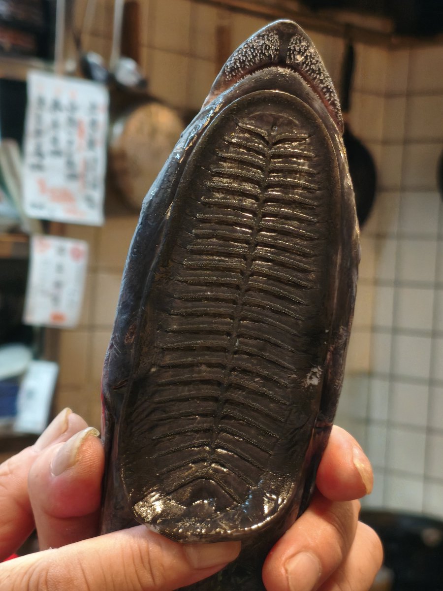 これは今日食べたコバンザメの頭🦈