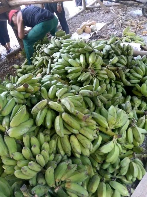 Eliadis9's tweet photo. #Imías venden productos agropecuarios en el área de feria en Jesús Lores.
Boniato
Calabaza
Plátano 
Frijol caupi
Plátano Burro https://t.co/TOTLoFJNcC