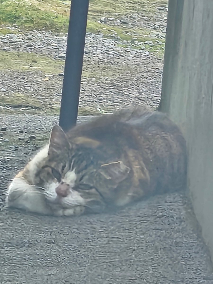 さっき通りかかったところでベショッと寝てた猫ちゃん見てください