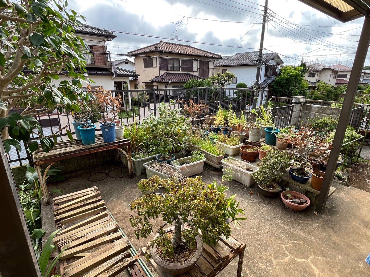tsue_sun's tweet photo. 祖母宅の庭の手入れ。思い切りつつ、でも大切にしていたものは鉢から地植えにしたり、剪定するに留めたり。なんとかさっぱりした形に。 https://t.co/o79C7TFOAx