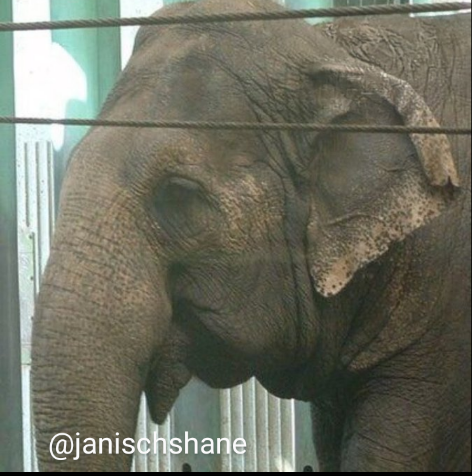 Susana643500's tweet photo. It is UNACCEPTABLE to keep #Lucy in these conditions, neither physically nor emotionally feeling well. Enough of doing business with Lucy’s SUFFERING, it’s REPUGNANT.
@AndrewKnack
@CityofEdmonton 
#FreeLucy https://t.co/DENWKIGXvf