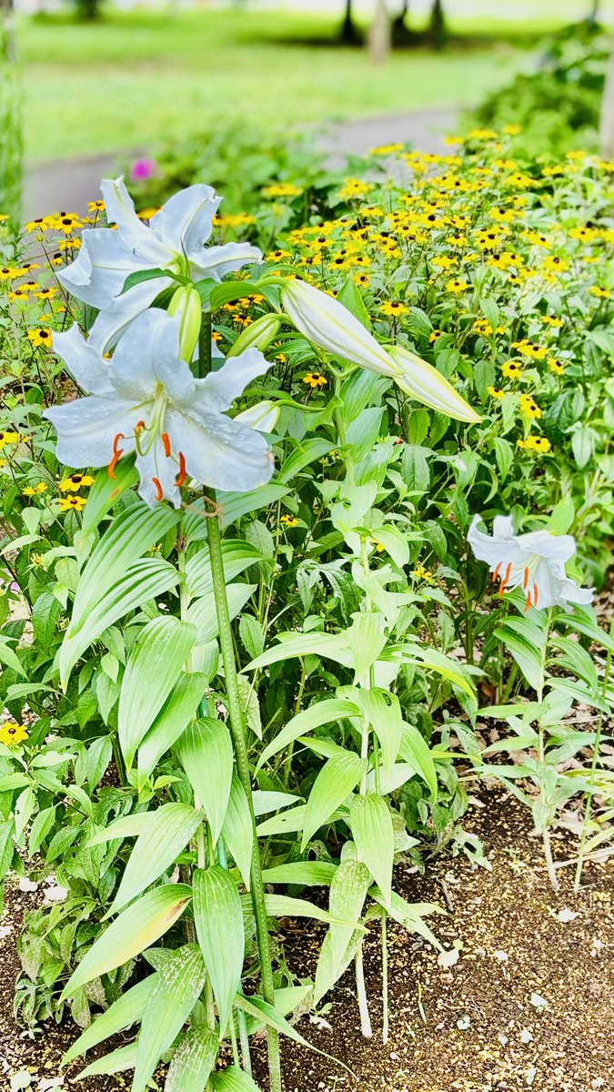 star_pody's tweet photo. 大切に育ててきたカサブランカが綺麗に咲いたじょ〜🌱

３つの球根から育てて、なんだか兄弟みたいに育ったじゅ〜

#光が丘 https://t.co/ivvA60Q7fG