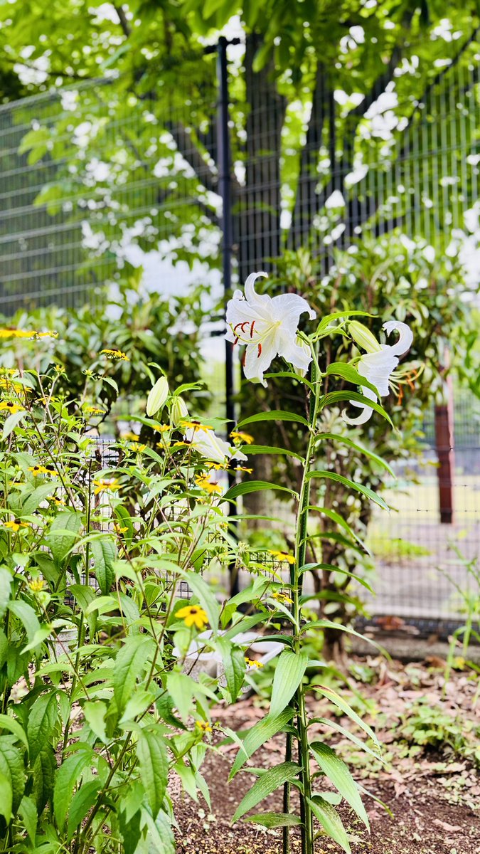 star_pody's tweet photo. 大切に育ててきたカサブランカが綺麗に咲いたじょ〜🌱

３つの球根から育てて、なんだか兄弟みたいに育ったじゅ〜

#光が丘 https://t.co/ivvA60Q7fG