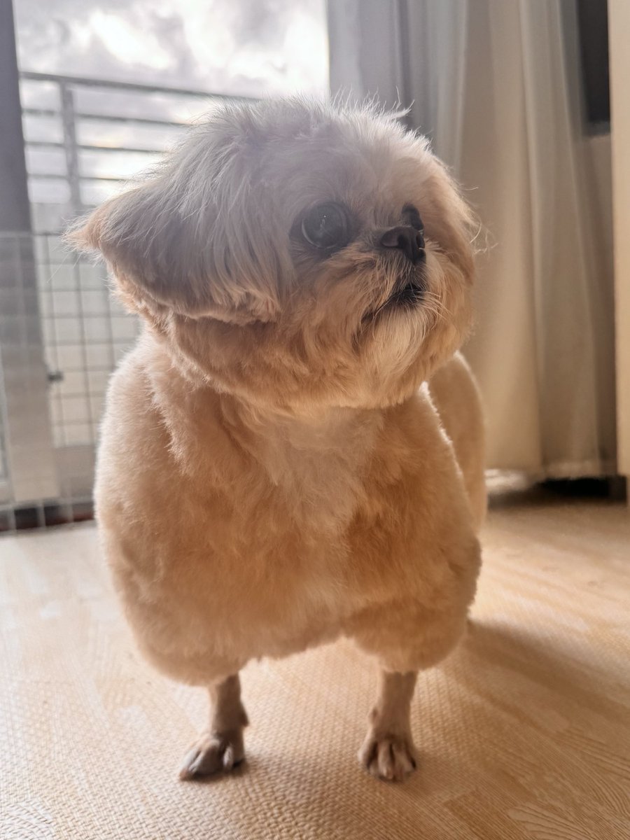 inu_keanu08's tweet photo. 『チューリップ唐揚げ』というニックネームがついた https://t.co/wSPPeDhFuP