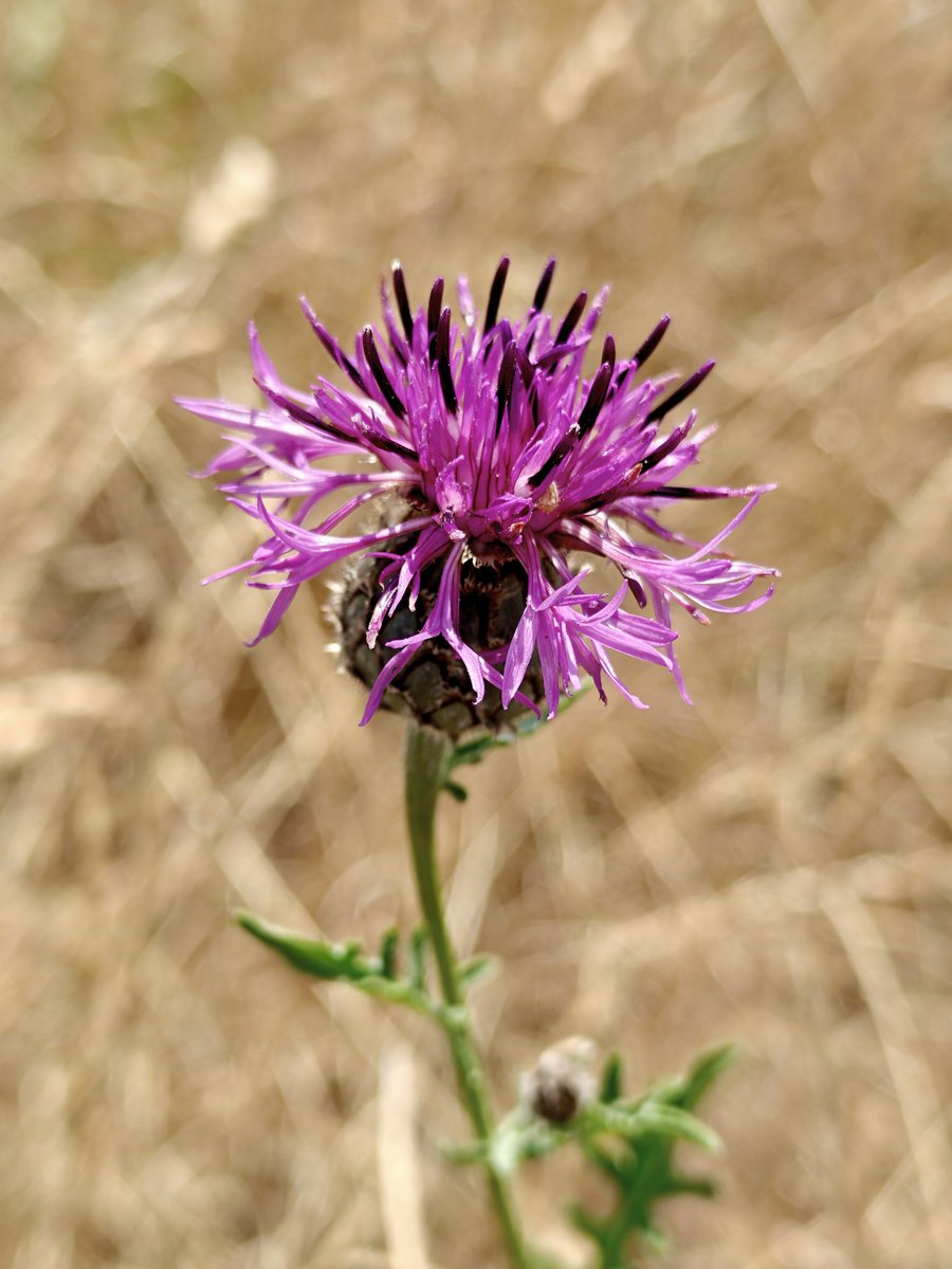 OxfordAngel's tweet photo. Greater Knapweed, seen on a walk home from town this morning. 
#flowers #walking #mentalhealth https://t.co/FLlYBxBzqp