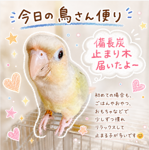 初めてでも慣れる子が多いです😊鳥さんの爪切りには備長炭止まり木(*๓