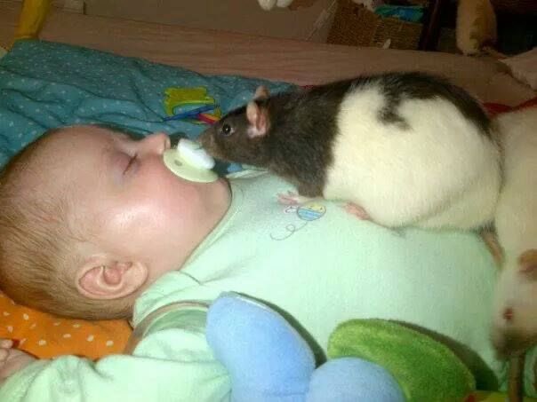 Rat 🎀 tweet media