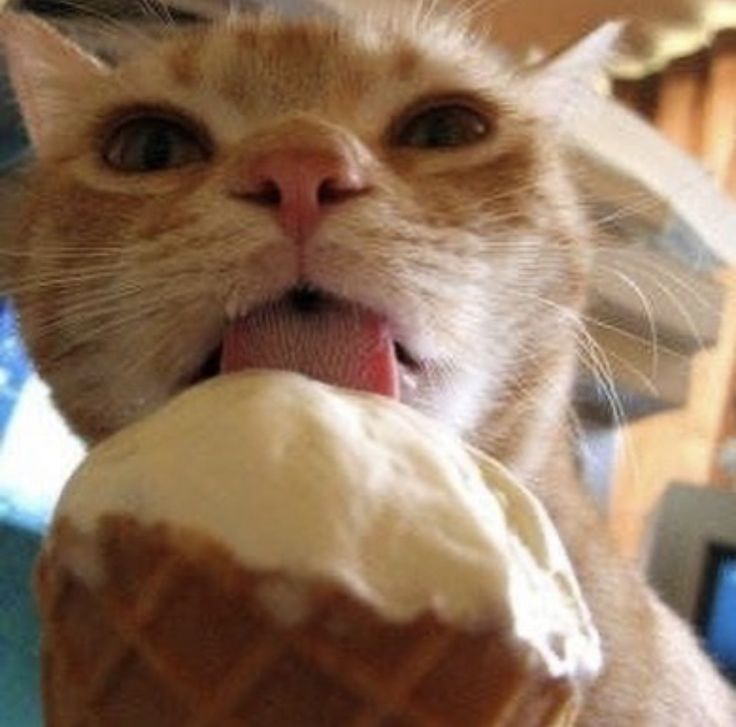 kichime16's tweet photo. Me eating my ice cream while Luffy goes through it https://t.co/Cq6x7oeYcG