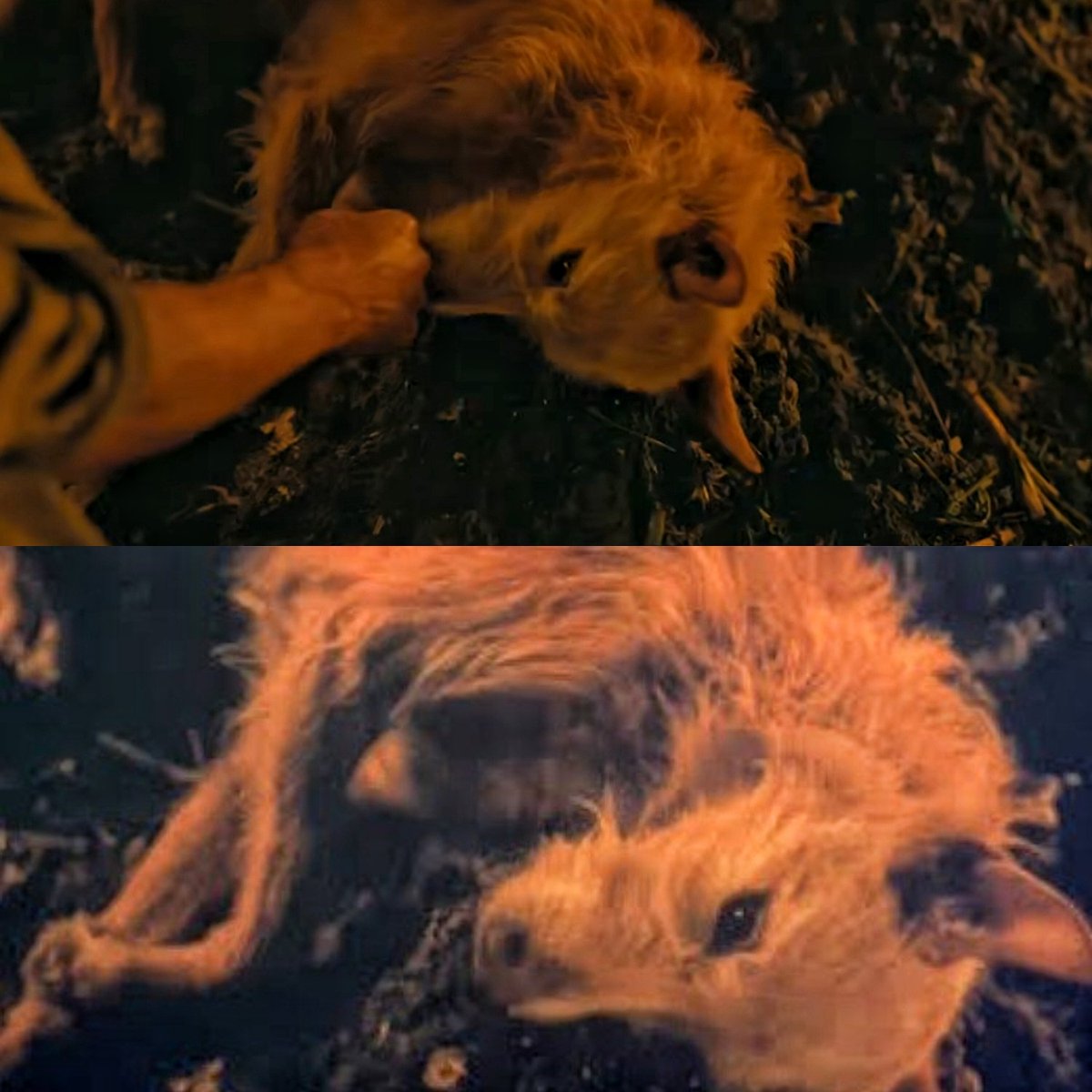 MemeOfSteel_'s tweet photo. He held onto his final breath just to get one last touch from his master. https://t.co/KRGEcl4QbU