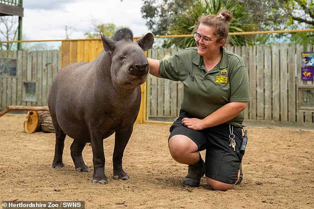 thandojo's tweet photo. #UK #zoo welcomes new rare baby lowland #tapir... do YOU know what this striped calf is?
The rare male calf arrived at #Hertfordshire Zoo on July 8 after mother Fifi completed a remarkable 430-day pregnancy. https://t.co/pFjcjNPMnh