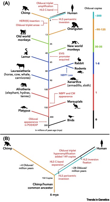 Trends in Genetics tweet media