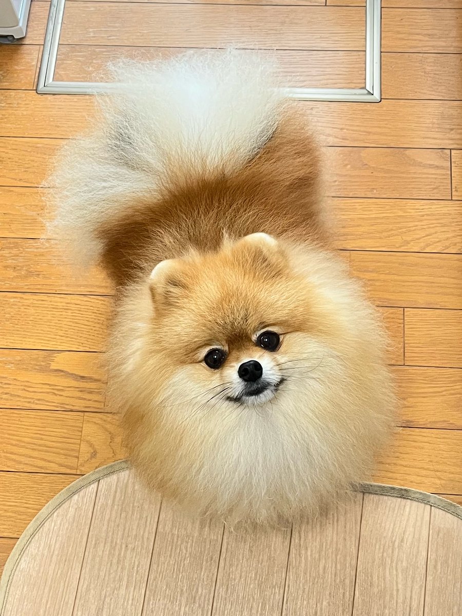 pome__tanu's tweet photo. 🌙
こんばんは
みんなもう寝るの？
デザート食べなきゃ寝れないよね！ https://t.co/yeFFW5K5SK