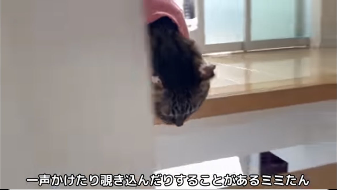 derika_mini's tweet photo. ミミ姫、ミミたん、ミミくまライオン、ミミくま、なんでこんなに呼べるの？
流石に頭おかしい…
🍄がテロップ付けしてるならこの人もADHDの病気持ちじゃない🤔
#ねこミミらいふ
#もちまる日記 https://t.co/vSbkj9eeqb