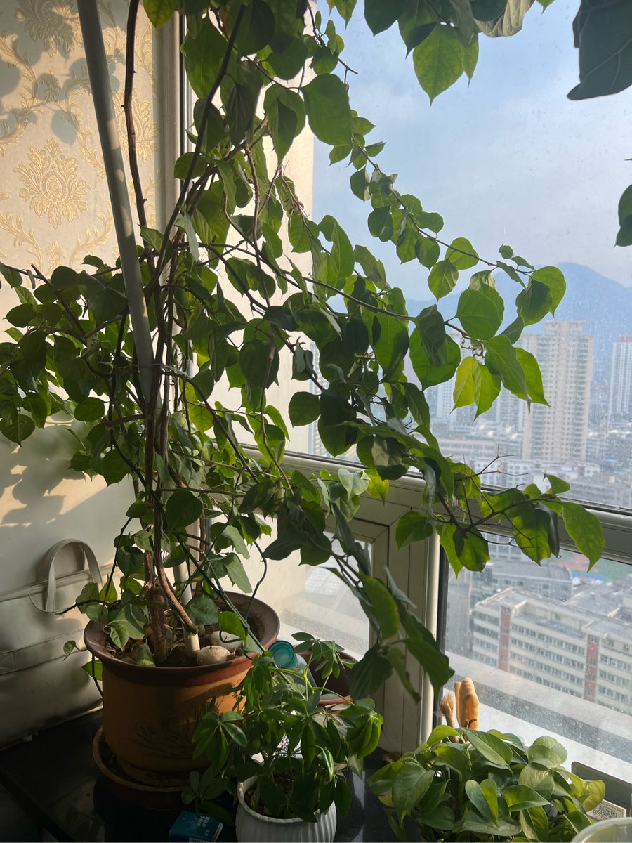 luiskrause3's tweet photo. Just swapped my desk plant for a windowsill herb pot  Small swap, huge joy in seeing food grow! https://t.co/VEYCu5zOMr