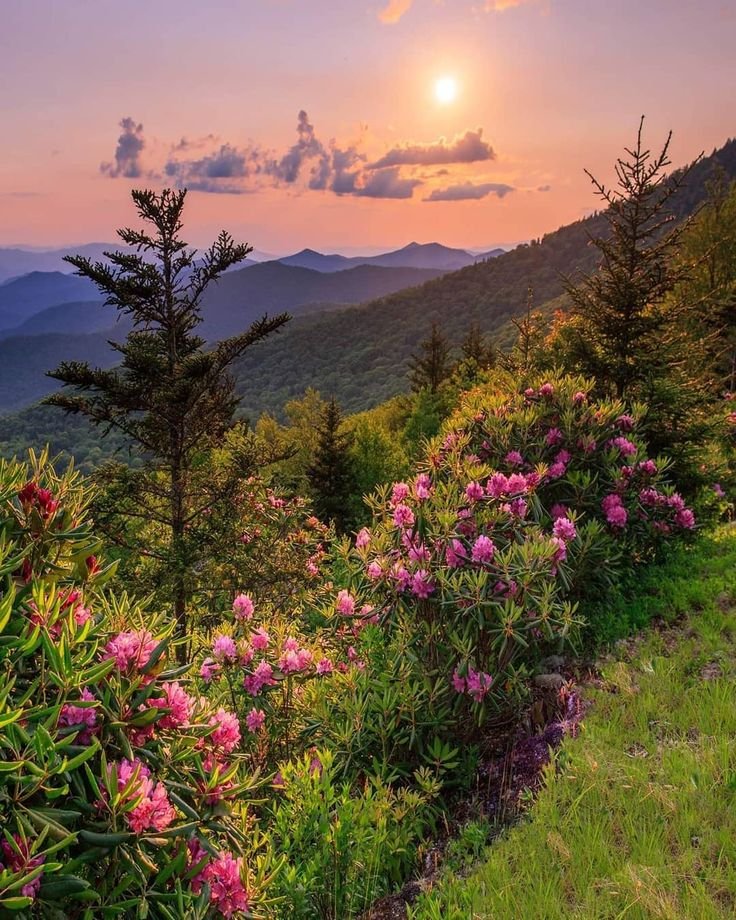 NatureBeautyVb's tweet photo. 🩷 https://t.co/sgPb7IxbwW