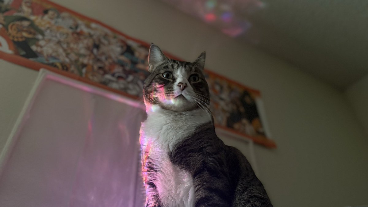 bellewiggy's tweet photo. Handsome boy https://t.co/eAI8e6aimf