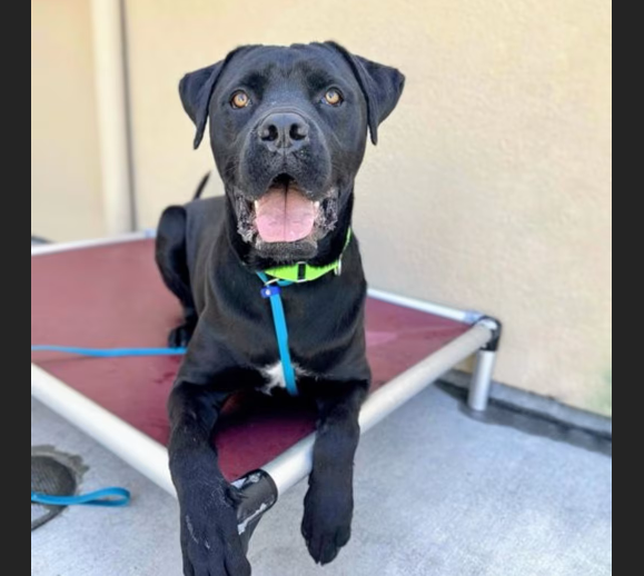 HollywoodDogs's tweet photo. Hummus, a 1 1/2-year-old Cane Corso mix with a "gentle heart", is at a full shelter in #Oakland, #CA and is in IMMEDIATE need of adoption, a foster home, or rescue https://t.co/PeIpRZyA83 Video of Hummus: https://t.co/pnsSuFjtXu #URGENT #CaneCorso #AdoptableDogofDay 🐶 https://t.co/NuiCQyK0Yn