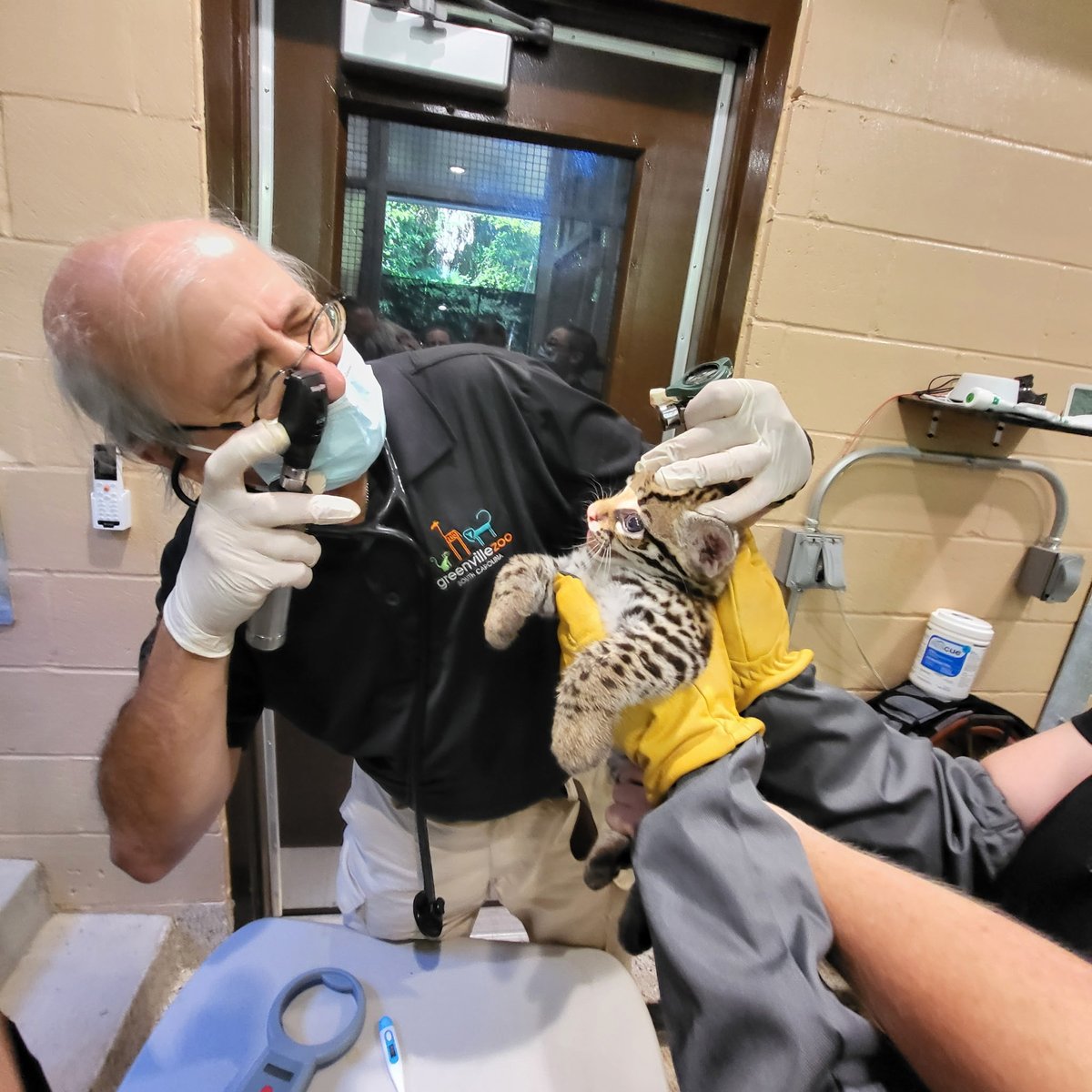 greenvillezoo's tweet photo. 🐾 AHHH! It’s Caturday, and we have another adorable baby animal update from the Greenville Zoo. 

Our ocelot kittens had their first exam and we’re excited to share that we have two healthy GIRLS. Both kittens are enjoying bonding time with their mom, Arieta. https://t.co/cm7PKnHZmz