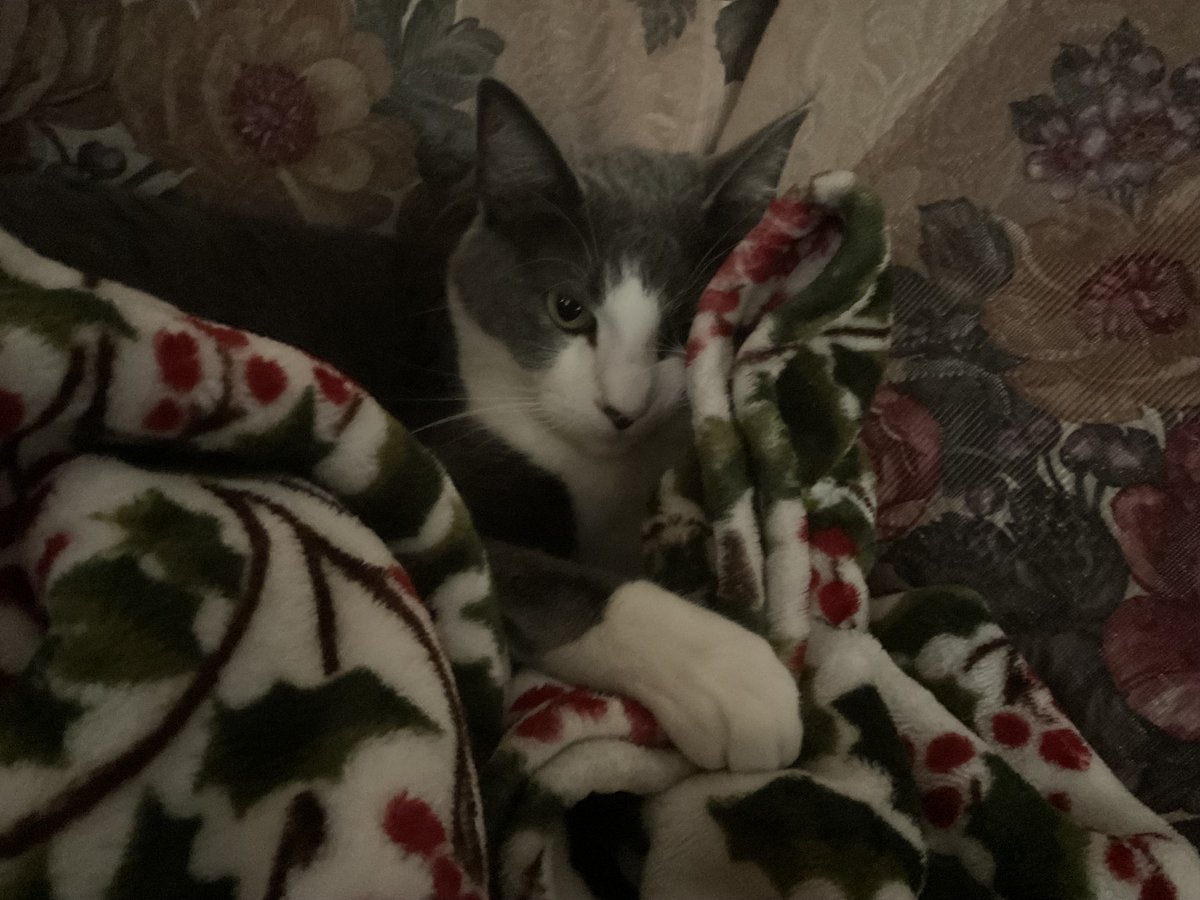 spinalc0rdsword's tweet photo. hidey today :3 #kittyposting #kittymaxxing #cutebaby #sillyism #sweetkitty https://t.co/SQFgCRxkqc